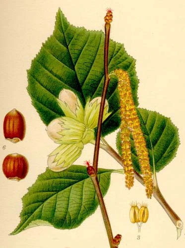 What Nuts Grow on Bushes: Identify and Grow Them