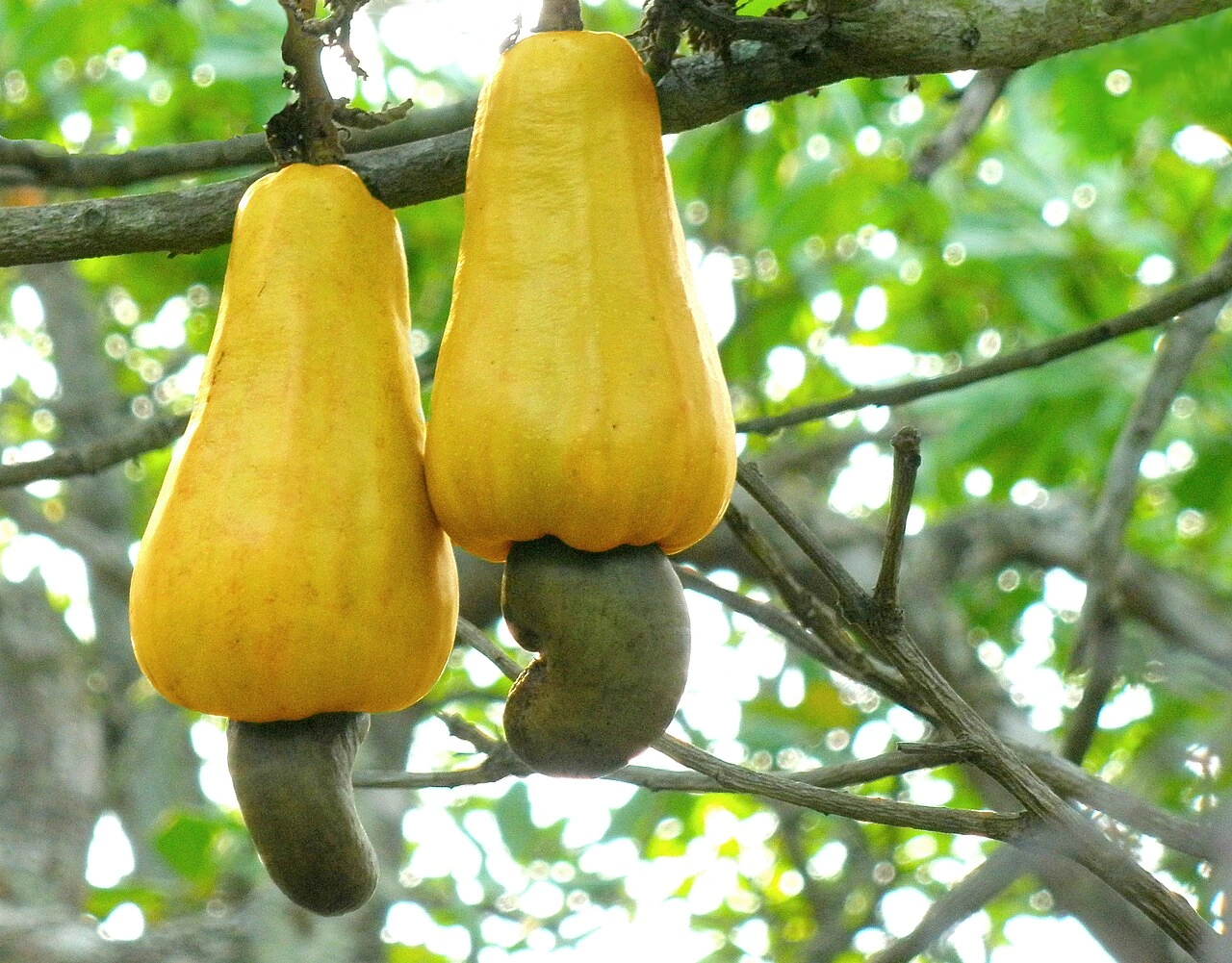 Where Do Cashew Trees Grow in the US Climate Guide